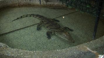 Cel mai mare crocodil din România cântăreşte aproape 300 de kilograme și este vedeta de la ZOO Sibiu. Exemplarul măsoară nu mai puțin de 4 metri