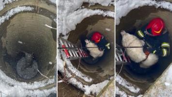 Cățel căzut într-o fântână adâncă de 6 metri, salvat de un pompier inimos din Neamț: "Orice viață contează"