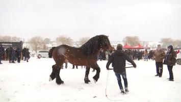 Cei mai frumoşi cai de rasă din ţară, adunaţi la Suceava. Sute de armăsari şi-au expus frumuseţea în faţa vizitatorilor