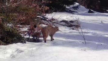 Imagini rare: o pisică sălbatică a fost filmată în Parcul Național Apuseni