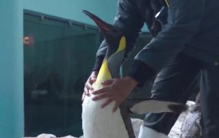 Şase pinguini au primit şansa de a vedea mai bine, după o operaţie de cataractă. Au primit lentile făcute special pentru ei în Germania