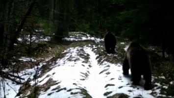 Ce se întâmplă când trei urşi curioşi descoperă o cameră de monitorizare, ascunsă în Parcul Național Cheile Bicazului