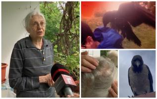 O femeie din Cluj spune că îi e frică să iasă din casă, după ce o cioară a atacat-o. "Mi-a dat cu ciocul"