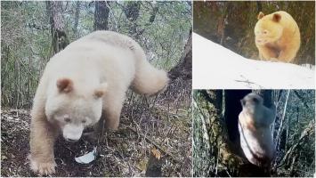 Un panda alb a fost surprins hoinărind în pădurile din China. Imaginile cu animalul unic, captate de camerele de supraveghere