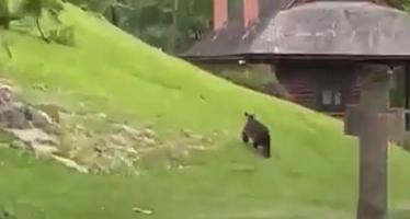 Momentul în care un urs "îşi face plimbarea" de după-amiază prin curtea Castelului Bran. Turiştii au filmat incidentul