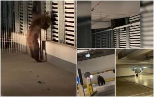 Vizita la mall l-a costat viaţa pe un pui de urs. Rănit după ce a căzut de la înălţime, animalul a fost eutanasiat