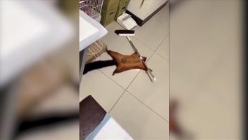 Demnă de Oscar: O veveriţă zburătoare şi-a "înscenat" propria moarte. Momentul haios a devenit viral