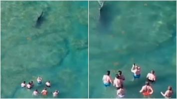Clipe de coșmar în Florida, după ce un rechin a început să dea târcoale unor turiști care se scălda în ocean. I-a studiat câteva minute, apoi a plecat