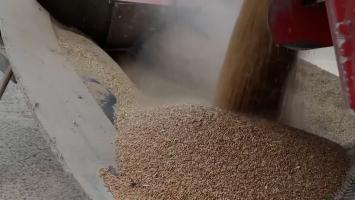Fermierii români cer interzicerea importului de cereale din Ucraina. Ciolacu amână luarea unei decizii, încercând să negocieze cu oficialii de la Kiev