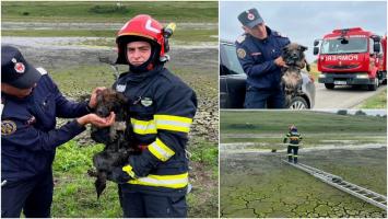 Căţel salvat cu câteva clipe înainte de o tragedie, dintr-un iaz din Suceava. Un localnic a sunat la 112 după ce a văzut animalul chinuindu-se