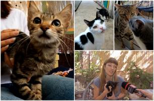 Cafeneaua din Bucureşti unde clienţii sunt întâmpinaţi de zeci de pisici. Proprietara le îngrijeşte şi le caută familii pentru totdeauna 