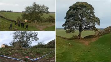 Băiat de 16 ani, arestat în UK după ce a tăiat un copac celebru. Arțarul vechi de 200 de ani apăruse în filmul ”Robin Hood”
