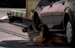 "Un câine nu e un obiect, să îl arunci pe stradă". Câinii agresivi, un pericol real pe străzile din București: cei mai mulţi au stăpâni