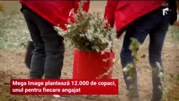 (P) Mega Image plantează 12.000 de copaci, unul pentru fiecare angajat