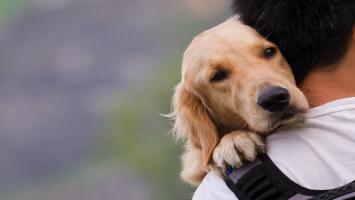 Boala misterioasă care a ucis sute de câini în SUA. Animalele ajung la veterinar cu probleme respiratorii şi chiar pneumonie