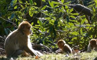 Retro, prima maimuţă clonată cu succes, la mai bine de 20 de ani de la oaia Dolly
