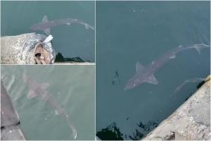 Un pui de rechin şi-a făcut apariţia la malul Mării Negre. Specia rară ar fi în căutarea unui partener pentru împerechere