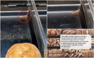 Gândaci filmaţi plimbându-se pe raftul cu pâine, într-un magazin Mega Image din Bucureşti. "Întregul raion va fi închis"