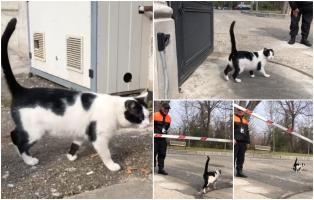 O pisică a furat spectacolul la Modrogan, în timp ce liderii PNL şi PSD urmează să valideze strategia comună pentru alegeri