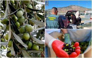 Români arestaţi în Spania, după ce au furat o tonă de măsline