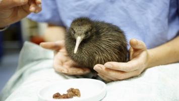 Primul spital veterinar dedicat în exclusivitate păsărilor kiwi. Primul "pacient", pe nume Splash, a fost salvat dintr-o piscină