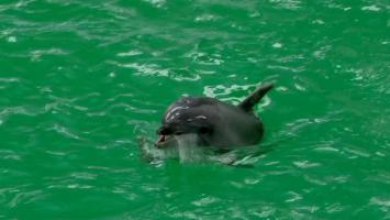 Primul pui de delfin născut la Delfinariul din Constanța. Baby e încă dependent de mama lui și nimeni nu se poate apropia de el: "Ar ieşi scandal"
