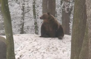 Urşii zăriţi tot mai des pe potecile turistice, după ce au ieşit din hibernare. Avertismentul salvamontiştilor în caz că dăm nas în nas cu sălbăticiunile