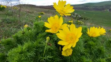 Ţinutul bujorilor galbeni de stepă din România. Zeci de mii de flori au colorat deja dealurile: înfloresc mereu înaintea Paştelui