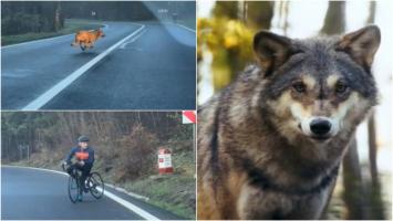 Mărturia şoferului care l-a filmat pe biciclistul urmărit de lup. "Era extrem, extrem de speriat"
