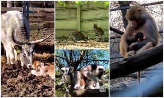 Puii de animale care au mărit familia Zoo Târgu Mureş. Au avut deja primii vizitatori: "Mamele îi ţin în braţe luni de zile"