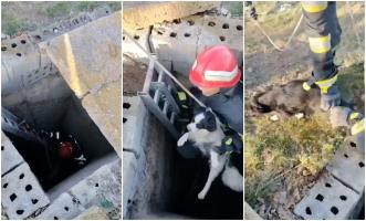 Două căţeluşe, salvate dintr-un puţ adânc de 8 metri, în Slava Rusă. Pompierii le-au scos din groapă în doar câteva minute