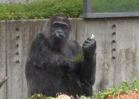 Fatou, cea mai bătrână gorilă din lume, a împlinit 67 de ani. A fost adusă la Grădina Zoologică din Berlin cu 2 ani înainte de construcţia Zidului Berlinului
