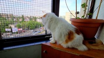 Soluţia pentru stăpânii de pisici care stau la bloc. Animăluţele riscă să cadă de la geam în perioadele călduroase ale anului
