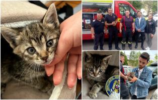 Pui de pisică rămas captiv timp de trei zile sub capota unei maşini la Focşani. Proprietarul autoturismului a cerut ajutorul pompierilor