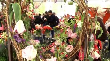 Simfonia Lalelelor, un spectacol de culoare în Piteşti. Anul acesta au fost plantate peste 460 de mii de flori