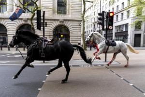 Haos în centrul Londrei. Mai mulţi cai aleargă liberi pe străzi, iar unul dintre ei e acoperit de sânge. Patru persoane au fost rănite