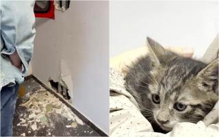 Pui de pisică, salvat de pompieri din spatele unui perete dintr-o clădire de birouri din Bucureşti. Felina era captivă de peste 48 de ore