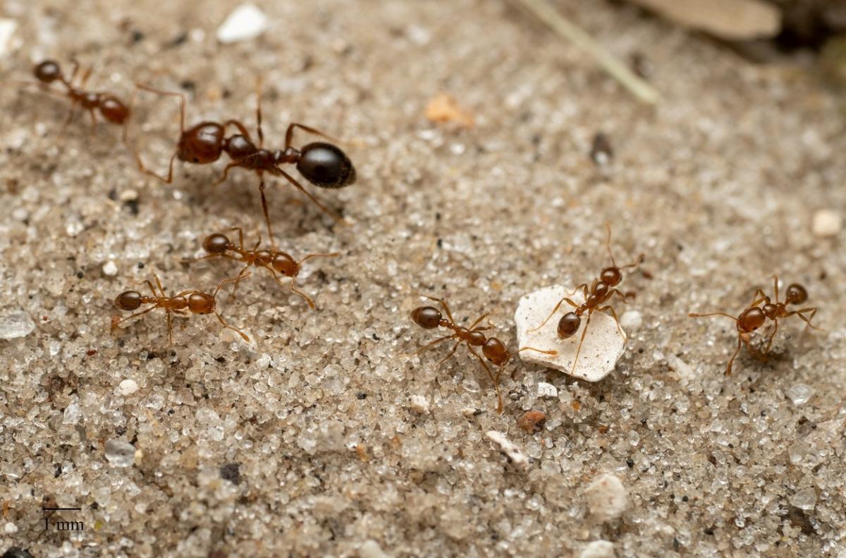 Le specie di formiche invasive che potrebbero invadere l’Europa.  Formano “supercolonie” e hanno già conquistato una regione d’Italia